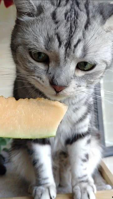 娱乐圈吃瓜猫,揭秘吃瓜猫背后的娱乐真相