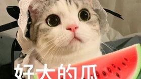 娱乐圈瓜的吃瓜心得,揭秘幕后真相与趣味八卦