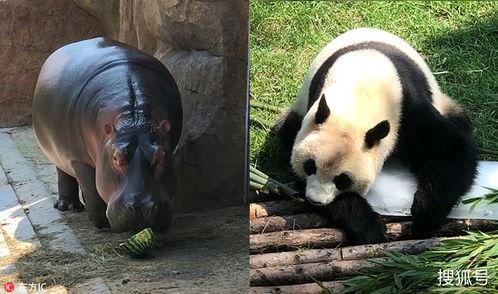 娱乐圈吃瓜熊猫,熊猫视角下的吃瓜盛宴