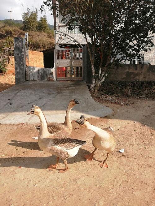 娱乐圈的吃瓜鹅,揭秘“吃瓜鹅”背后的八卦盛宴