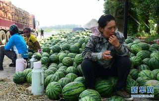 南部县吃瓜爆料事件,揭秘背后真相与争议