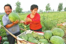 南部县吃瓜爆料事件,揭秘背后真相与争议