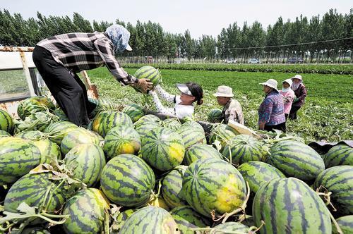 南部县吃瓜爆料事件,揭秘背后真相与争议