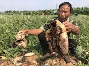 利辛吃瓜最新事件爆料新闻,最新爆料揭露惊人内幕