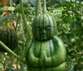 安徽吃瓜爆料事件真相,揭秘背后真相与争议