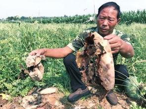 庄寨吃瓜最新事件爆料