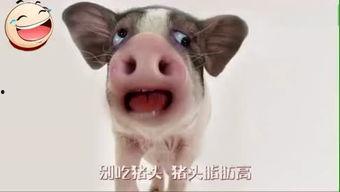 猪头特效吃瓜爆料是真的吗,真相揭秘，是真是假？