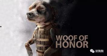 娱乐吃瓜汪星人是谁啊,网络红星的崛起之路